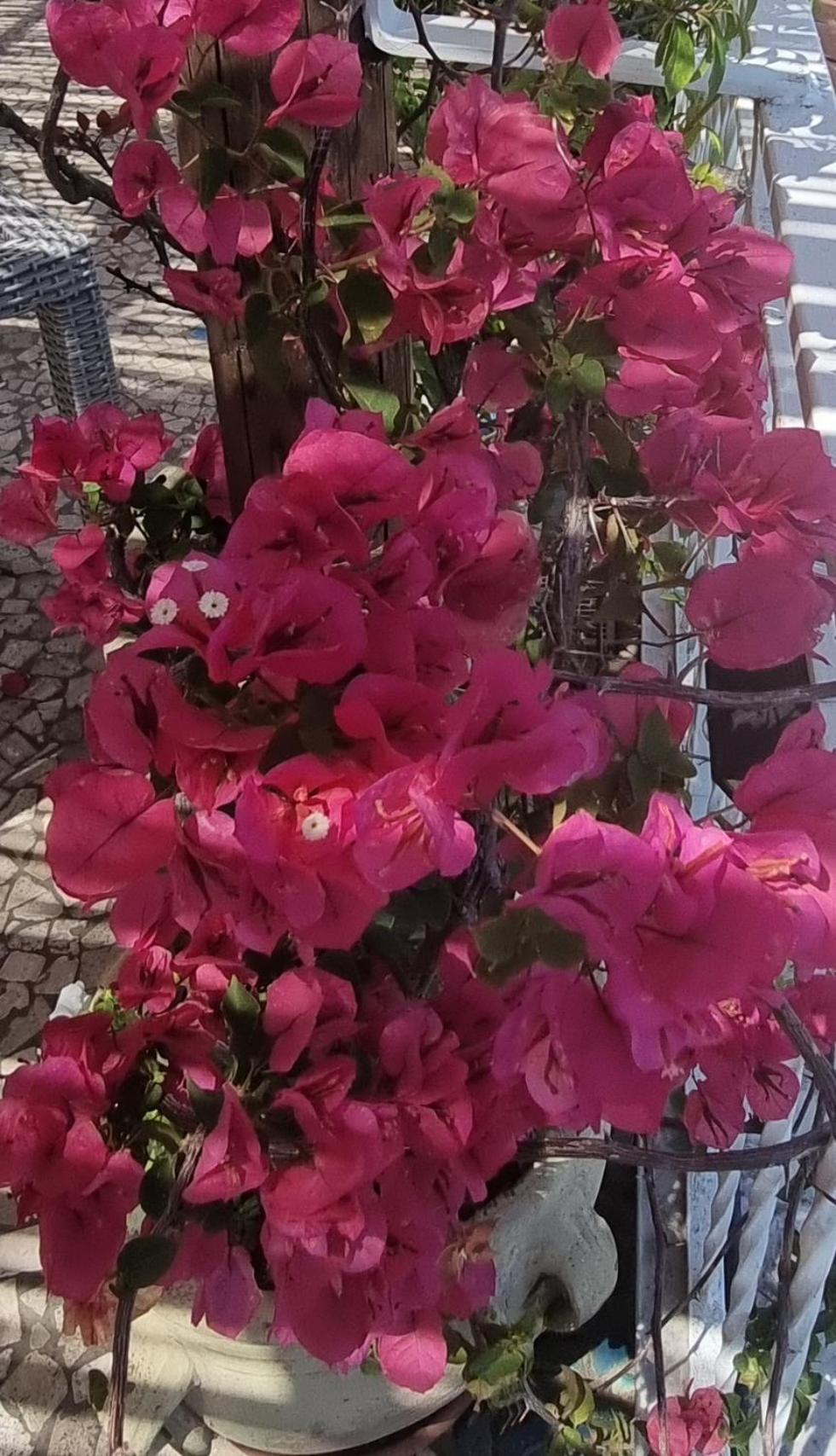 Casa Vacanze O'Mulin Ravello Via Fiume 2 Incrocio Pontone المظهر الخارجي الصورة